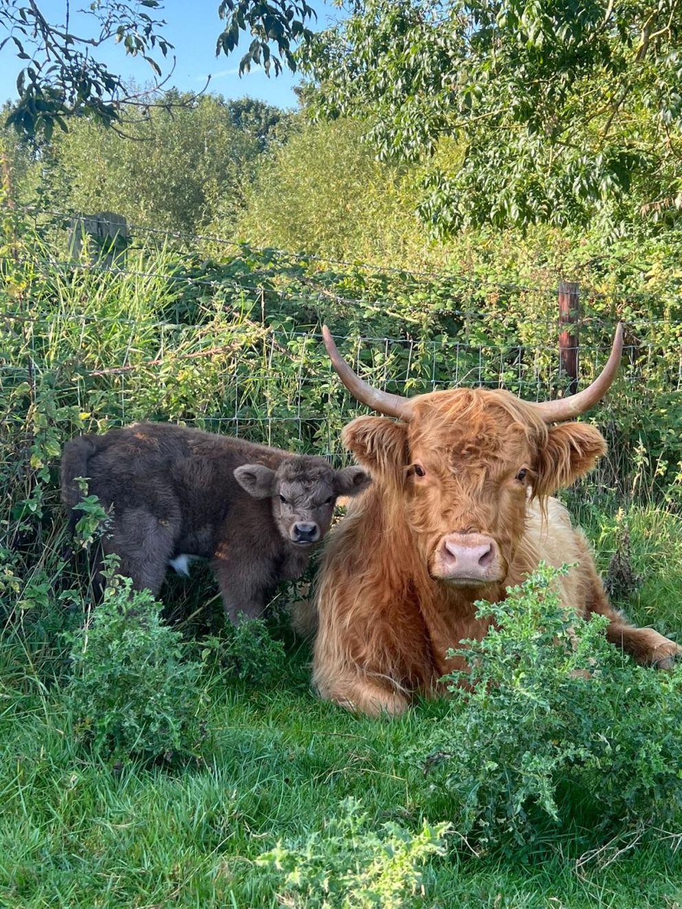 Cow
