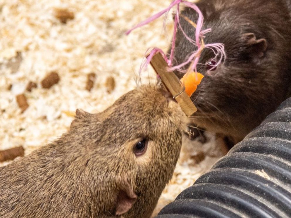 Guinea Pigs