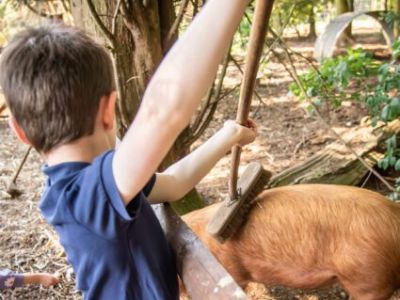 Pig grooming