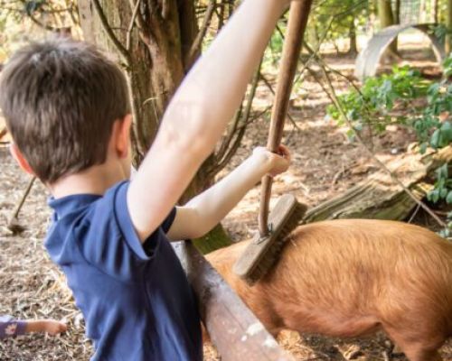 Pig grooming